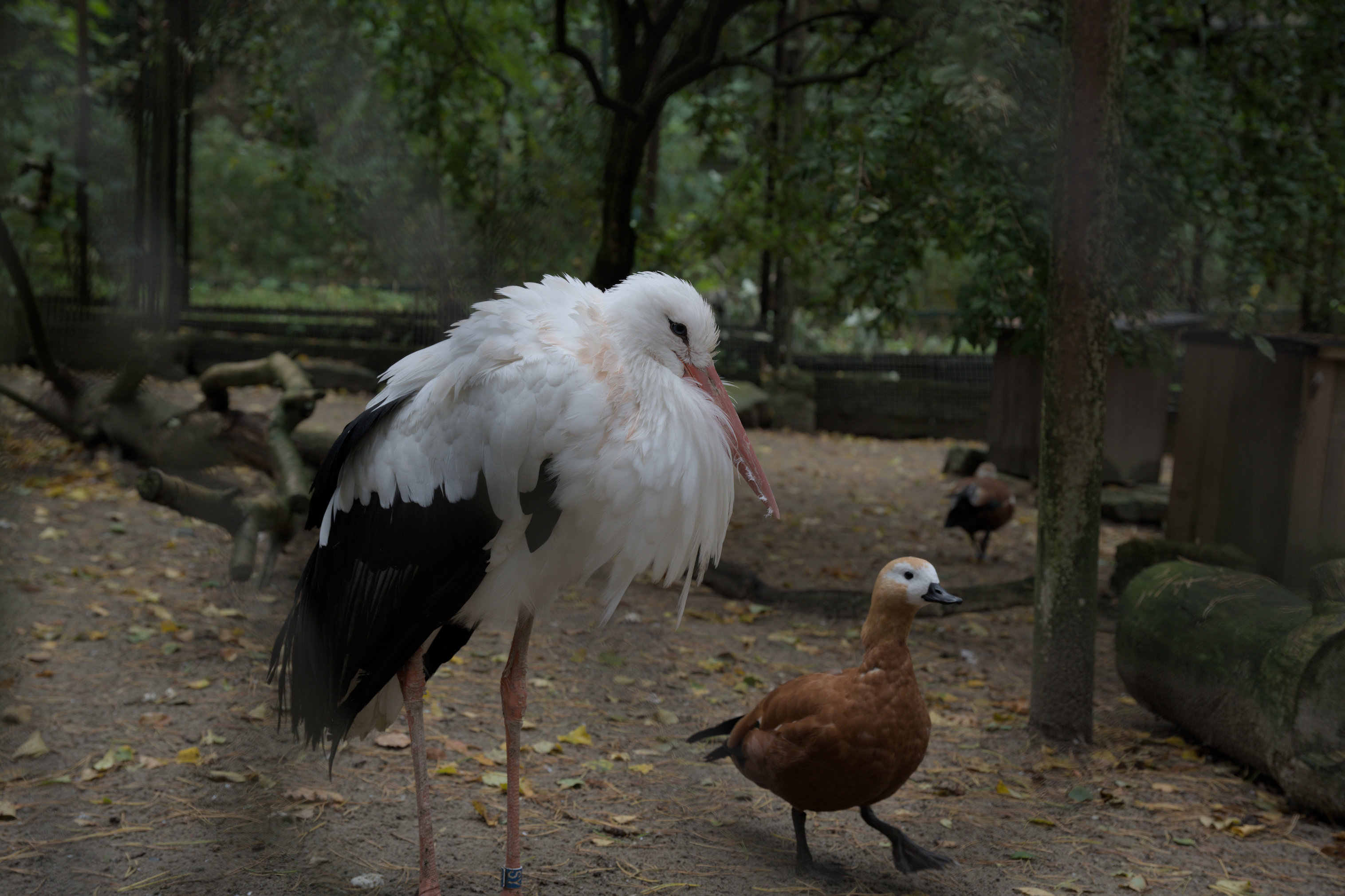 2025/10/12 - zoo/DSC_0094.jpg